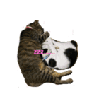 姉弟ねこさんサチユキ2（個別スタンプ：12）