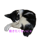 姉弟ねこさんサチユキ2（個別スタンプ：13）