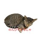 姉弟ねこさんサチユキ2（個別スタンプ：14）