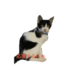 姉弟ねこさんサチユキ2（個別スタンプ：15）