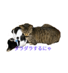 姉弟ねこさんサチユキ2（個別スタンプ：16）