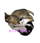 姉弟ねこさんサチユキ2（個別スタンプ：17）