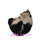姉弟ねこさんサチユキ2（個別スタンプ：18）