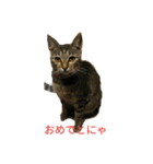 姉弟ねこさんサチユキ2（個別スタンプ：19）