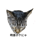 姉弟ねこさんサチユキ2（個別スタンプ：20）