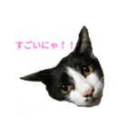 姉弟ねこさんサチユキ2（個別スタンプ：21）