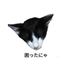 姉弟ねこさんサチユキ2（個別スタンプ：23）