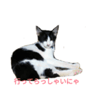 姉弟ねこさんサチユキ2（個別スタンプ：24）