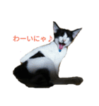 姉弟ねこさんサチユキ2（個別スタンプ：27）