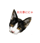 姉弟ねこさんサチユキ2（個別スタンプ：29）