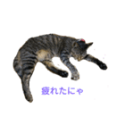 姉弟ねこさんサチユキ2（個別スタンプ：30）
