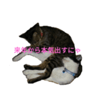 姉弟ねこさんサチユキ2（個別スタンプ：32）