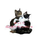 姉弟ねこさんサチユキ2（個別スタンプ：33）