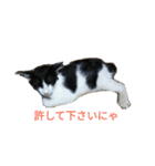 姉弟ねこさんサチユキ2（個別スタンプ：35）