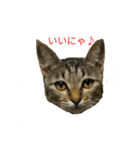 姉弟ねこさんサチユキ2（個別スタンプ：36）