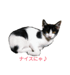 姉弟ねこさんサチユキ2（個別スタンプ：39）