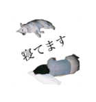 ばあちゃんすたんぷ（個別スタンプ：11）