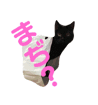 ✴︎Kakisaya  stamp✴︎（個別スタンプ：8）