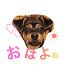 チワピン☆マロンのスタンプ（個別スタンプ：1）