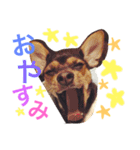 チワピン☆マロンのスタンプ（個別スタンプ：6）
