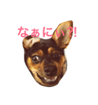 チワピン☆マロンのスタンプ（個別スタンプ：16）