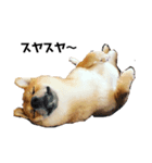 柴犬ちくわくんのほんわかスタンプ（個別スタンプ：3）