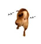柴犬ちくわくんのほんわかスタンプ（個別スタンプ：6）