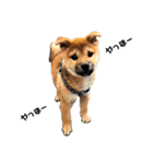 柴犬ちくわくんのほんわかスタンプ（個別スタンプ：8）