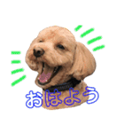 マルプーのだんごちゃん（個別スタンプ：1）