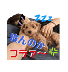 マルプーのだんごちゃん（個別スタンプ：6）