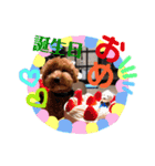マルプーのだんごちゃん（個別スタンプ：11）