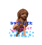 マルプーのだんごちゃん（個別スタンプ：14）