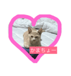 にゃんせな（個別スタンプ：4）