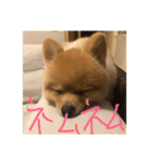 ぷぷの日常（個別スタンプ：2）