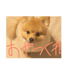 ぷぷの日常（個別スタンプ：6）