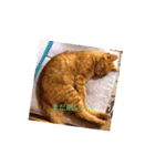 実家のねこちゃん（個別スタンプ：1）