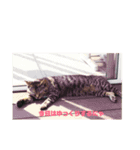 実家のねこちゃん（個別スタンプ：2）