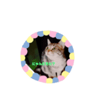 実家のねこちゃん（個別スタンプ：3）