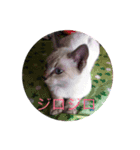 実家のねこちゃん（個別スタンプ：8）