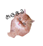 にゃんこ兄弟*（個別スタンプ：1）