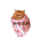 にゃんこ兄弟*（個別スタンプ：8）