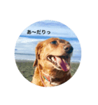 日常 ミーちゃんpt1（個別スタンプ：1）