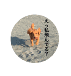 日常 ミーちゃんpt1（個別スタンプ：8）