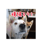 プルートちょび寧々第1弾（個別スタンプ：3）