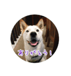 プルートちょび寧々第1弾（個別スタンプ：20）