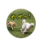 プルートちょび寧々第1弾（個別スタンプ：36）