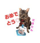 雪慶ニャーズ コラボ2（個別スタンプ：10）