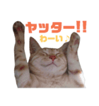 雪慶ニャーズ コラボ2（個別スタンプ：13）