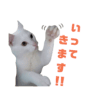 雪慶ニャーズ コラボ2（個別スタンプ：16）