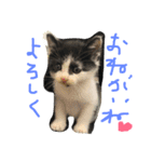 てん＆いっぺい（個別スタンプ：3）